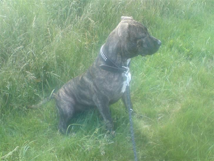 Amerikansk staffordshire terrier luca - hihi luca leger billede 12