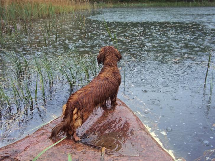 Miniature gravhund Cirkeline  - Cirkeline på gåtur i regnvejr. :) billede 17