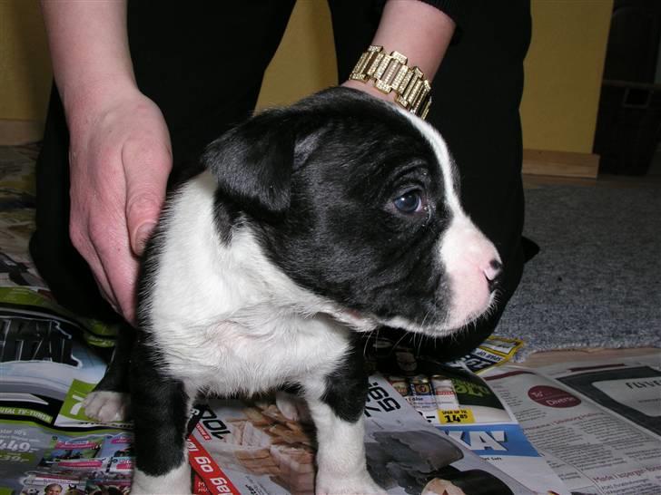 Amerikansk staffordshire terrier Kuno - Ja det var den gang. billede 4