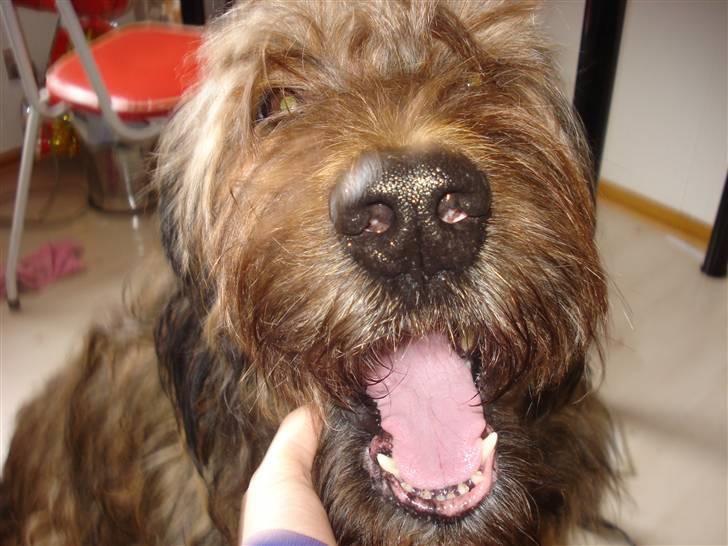 Briard >> † Cheri Aflivet †  << - Haha:) billede 6
