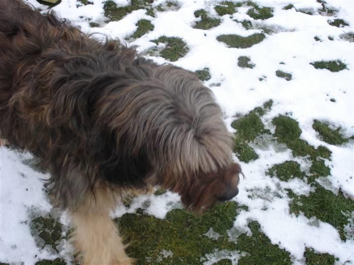 Briard >> † Cheri Aflivet †  << - Cheri lister sig afsted i sneen billede 7