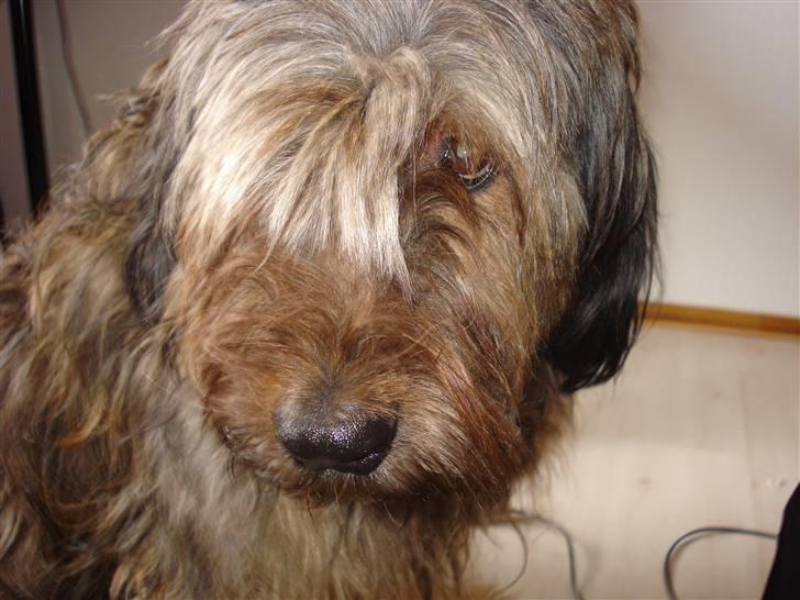 Briard >> † Cheri Aflivet †  << - jeg kan se et øje:P billede 9