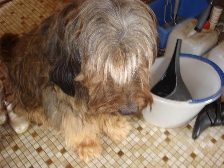 Briard >> † Cheri Aflivet †  << - Cheri hader at få taget billeder "Hvorfor det når man kan kæles med?" billede 10