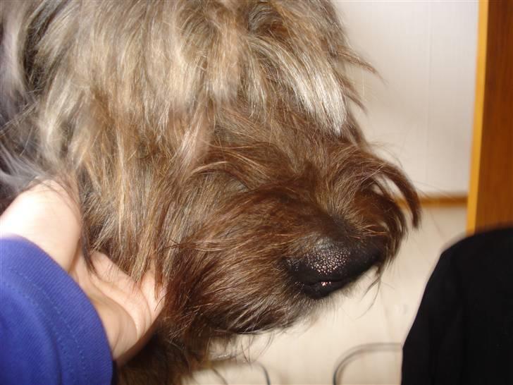Briard >> † Cheri Aflivet †  << - Se det er noget der dur!! Nus mig!! billede 11