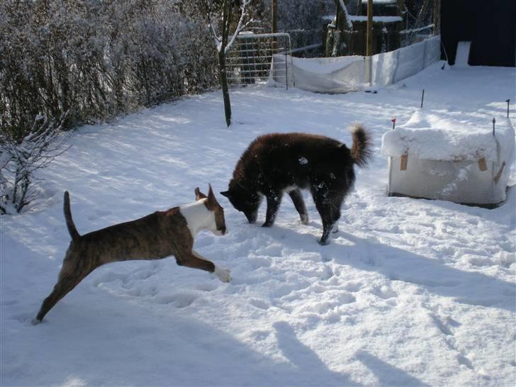 Bullterrier ODIN - I fuldt firspring i den nye sne! Det er jo første gang Odin ser sne!!! billede 7