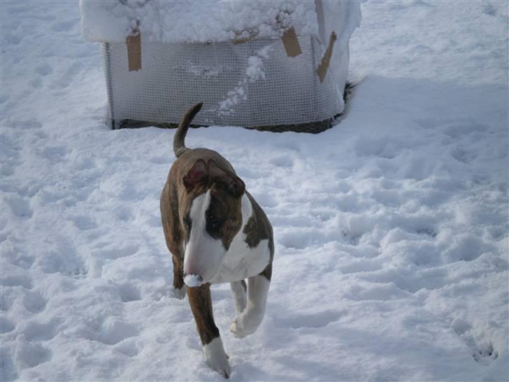 Bullterrier ODIN billede 8