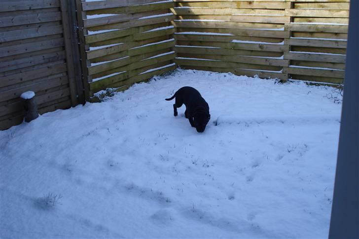 Staffordshire bull terrier Desmound - Hans første rigtige sne, men det var nu lidt koldt for de små poter :P billede 14