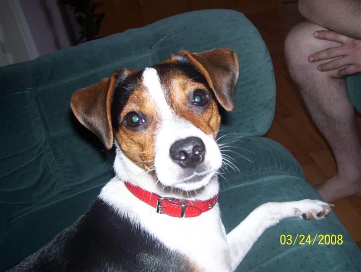 Dansk svensk gaardhund funny - hej det er mig funny billede 1