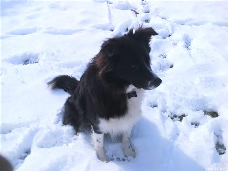 Blanding af racer Tika - Tika i sneen..  billede 11