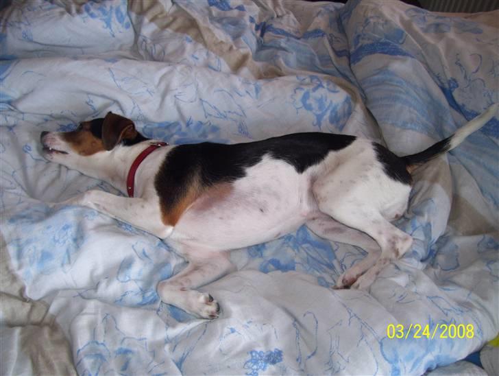 Dansk svensk gaardhund funny - det er så dejligt at ligge i mors seng billede 2