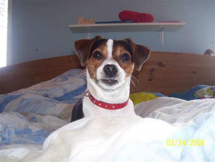 Dansk svensk gaardhund funny - er jeg ik fin billede 3