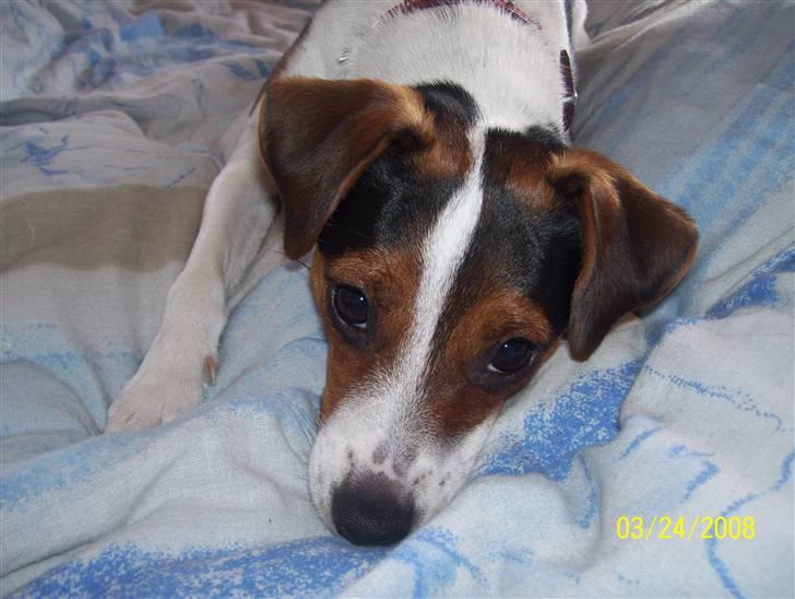 Dansk svensk gaardhund funny - jeg vil til at sove lidt billede 4