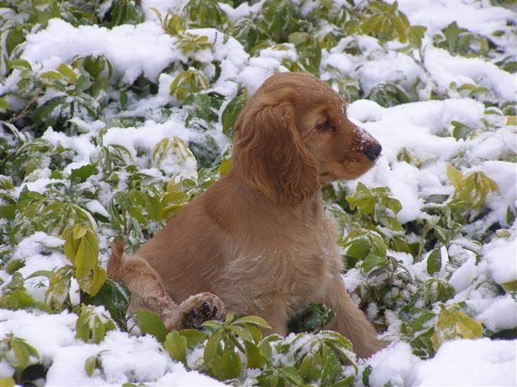 Cocker spaniel Olga billede 1