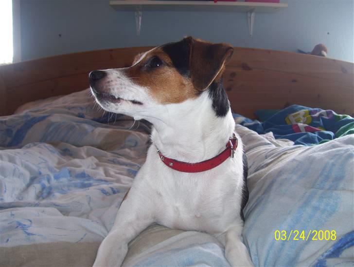 Dansk svensk gaardhund funny - jeg skal lige har det hele med billede 5