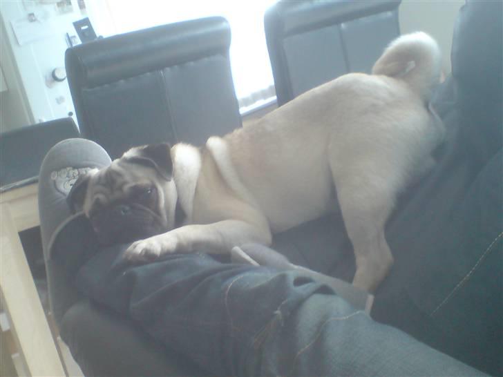 Mops Monkey billede 19