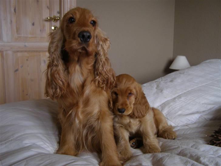 Cocker spaniel Olga billede 3