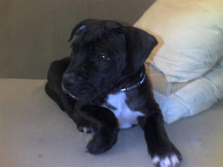 Amerikansk staffordshire terrier Chico billede 9