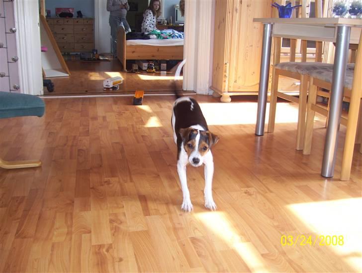 Dansk svensk gaardhund funny billede 6