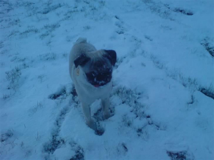 Mops Monkey billede 20