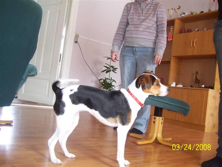 Dansk svensk gaardhund funny billede 7