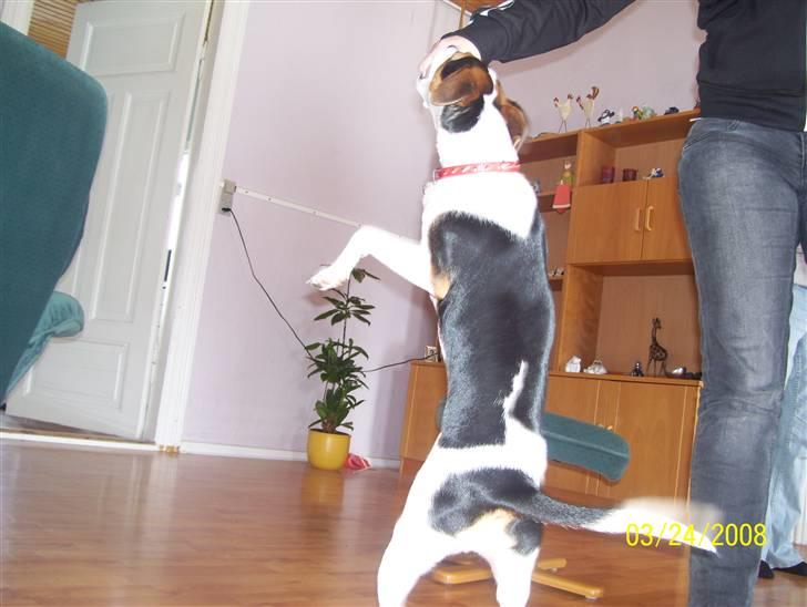 Dansk svensk gaardhund funny - er jeg ik dygtig billede 8