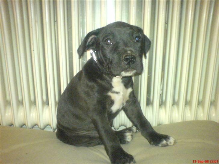 Amerikansk staffordshire terrier Chico billede 10