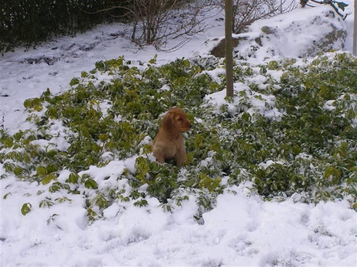 Cocker spaniel Olga billede 9