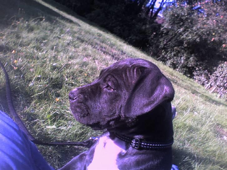 Amerikansk staffordshire terrier Chico billede 11