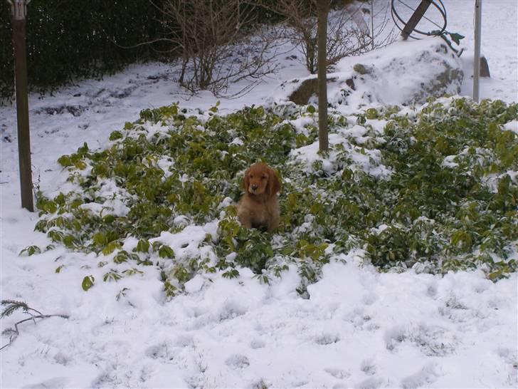 Cocker spaniel Olga billede 10