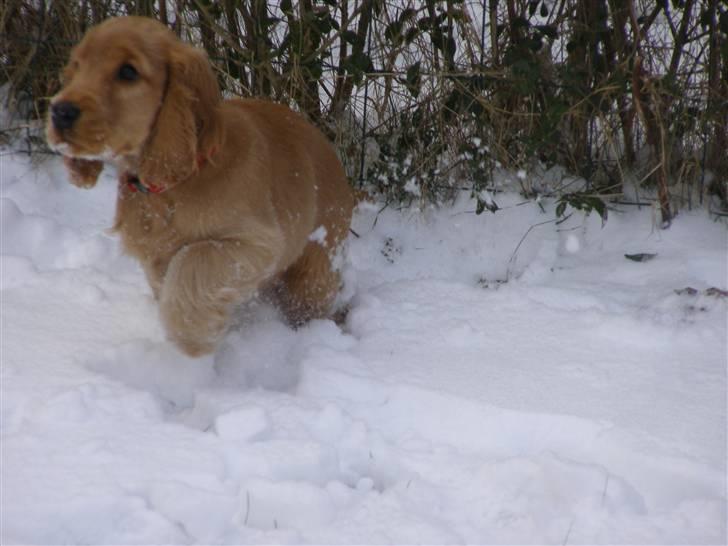 Cocker spaniel Olga billede 11