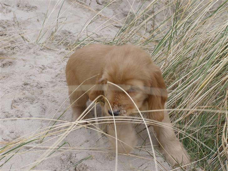 Cocker spaniel Olga billede 12