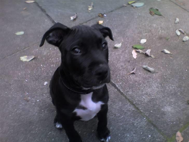 Amerikansk staffordshire terrier Chico billede 12