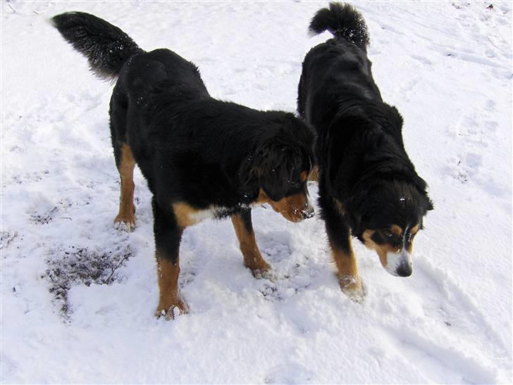 Berner sennenhund Afrodite - Afrodite og Freja januar 2008 billede 17
