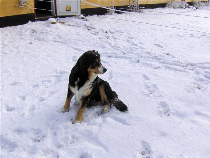 Blanding af racer Freja billede 16