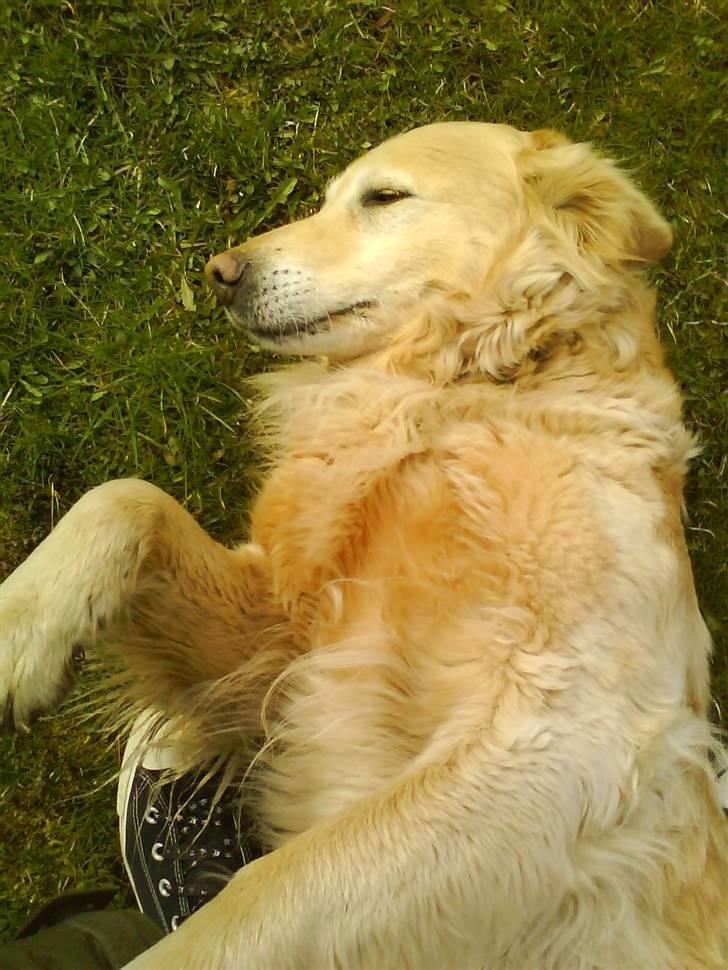 Golden retriever Luna billede 1