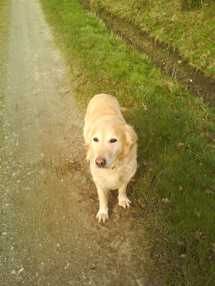 Golden retriever Luna billede 2
