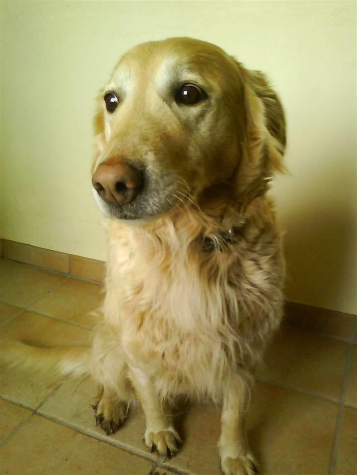 Golden retriever Luna billede 3