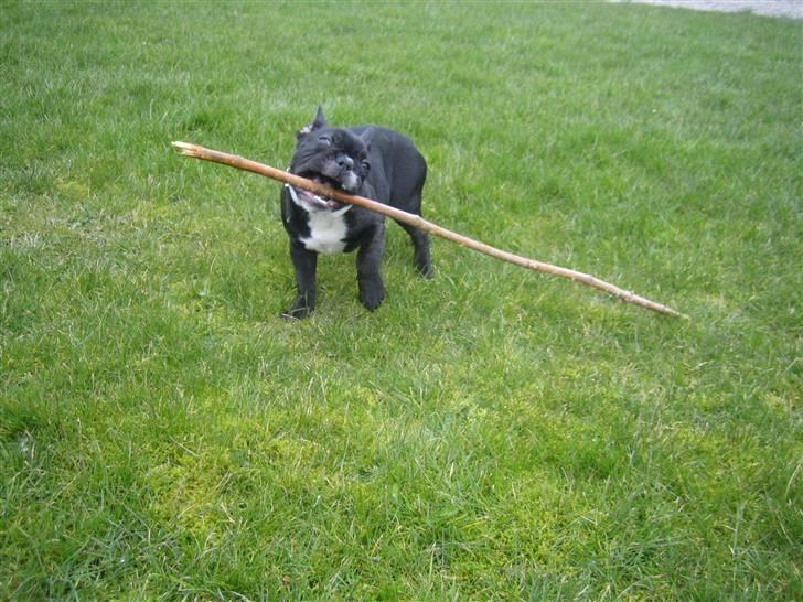 Fransk bulldog ludvig - den her pind den er nu meget sjov billede 13