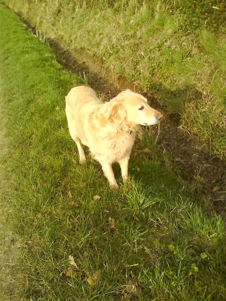 Golden retriever Luna billede 5