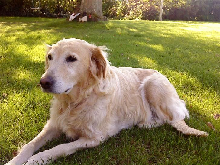 Golden retriever Luna billede 6