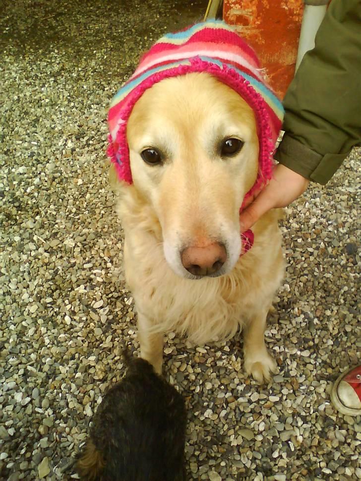 Golden retriever Luna billede 7