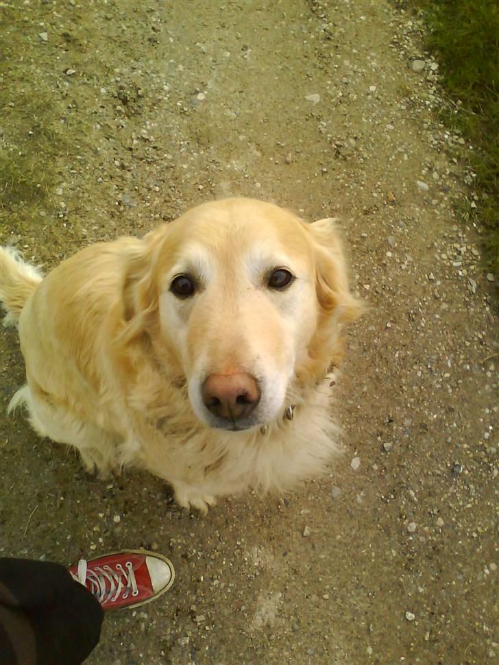 Golden retriever Luna billede 8