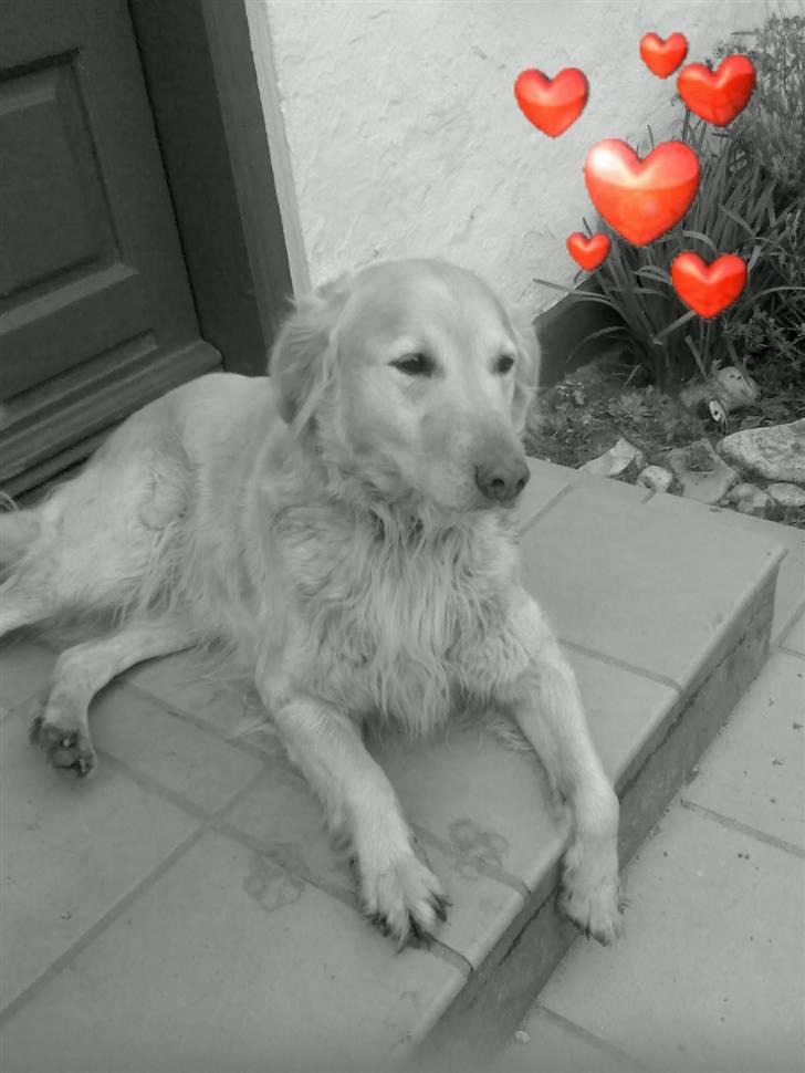 Golden retriever Luna billede 9