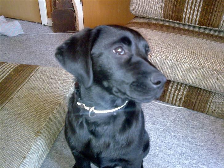 Labrador retriever Molly billede 1