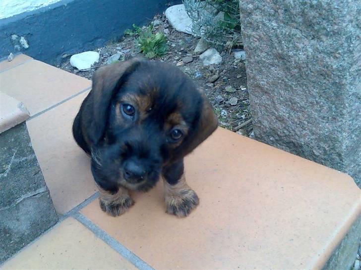 Gravhund Ofelia <3 - hejhej hvor er jeg dog bare skøn ! =) billede 1