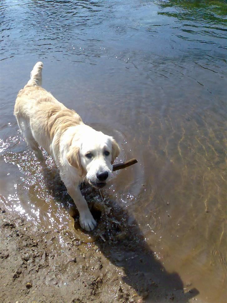 Golden retriever Sheik - Se mor jeg fandt pinden igen... billede 11