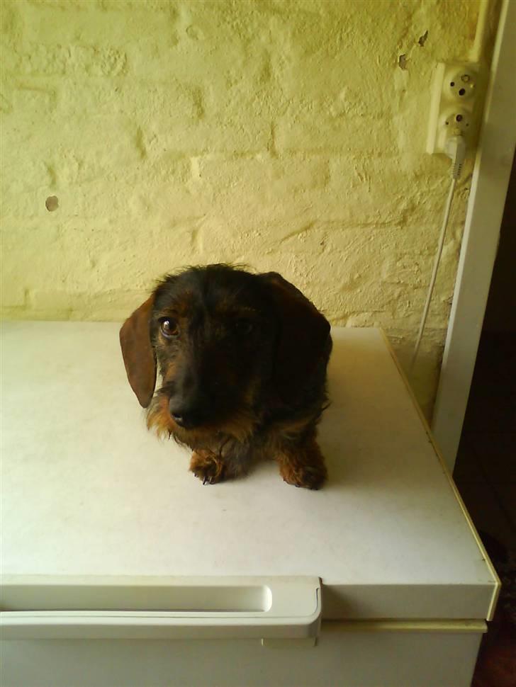 Gravhund Ofelia <3 - var det sådan her jeg skulle stå ?? billede 2