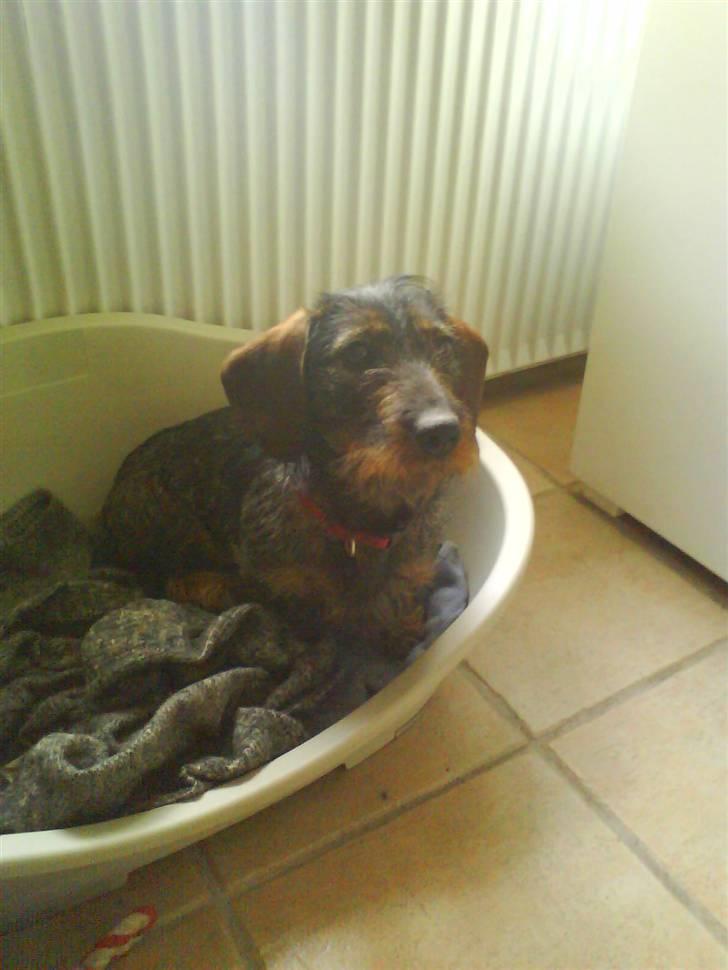 Gravhund Ofelia <3 - wow jeg kan se en godbid ! billede 3