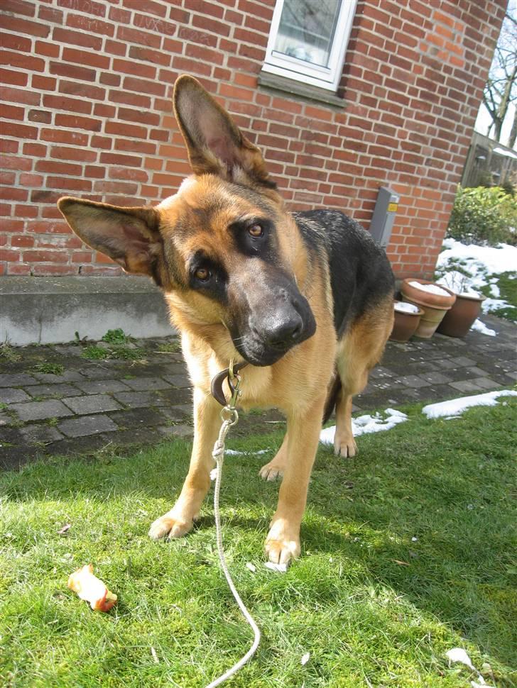 Schæferhund Sally billede 1