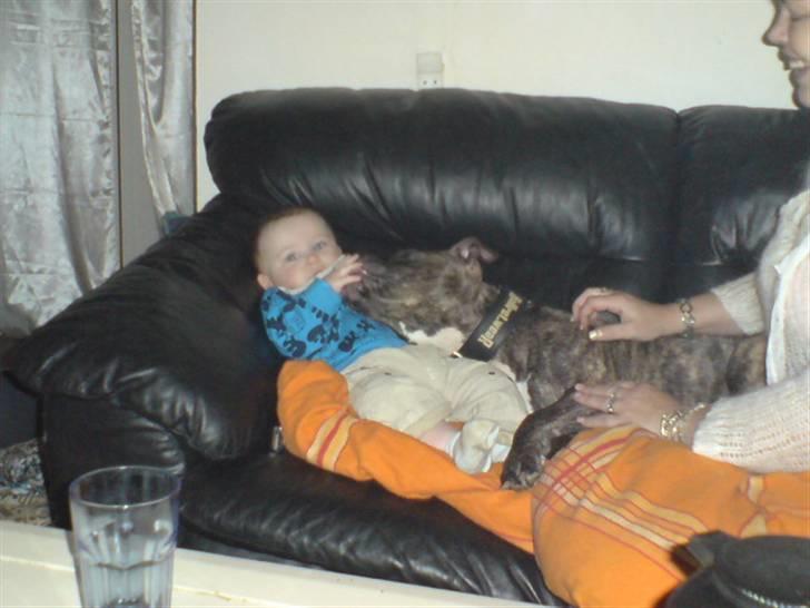 Amerikansk staffordshire terrier luca billede 13